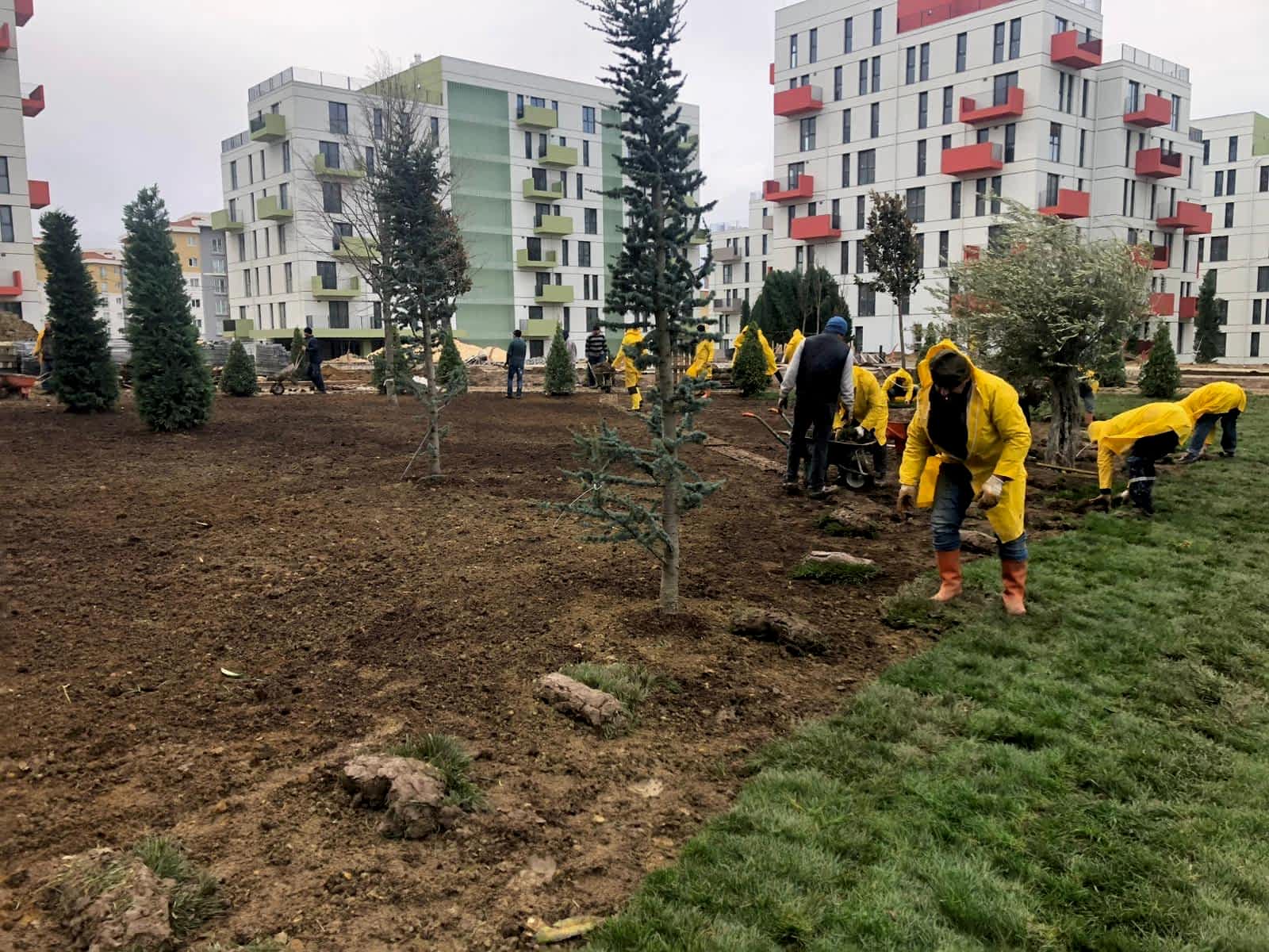 Tohumla Çimlendirme